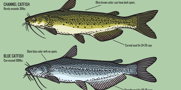 Blue Cat vs Channel Cat: The Difference Between America’s Most Common Catfish