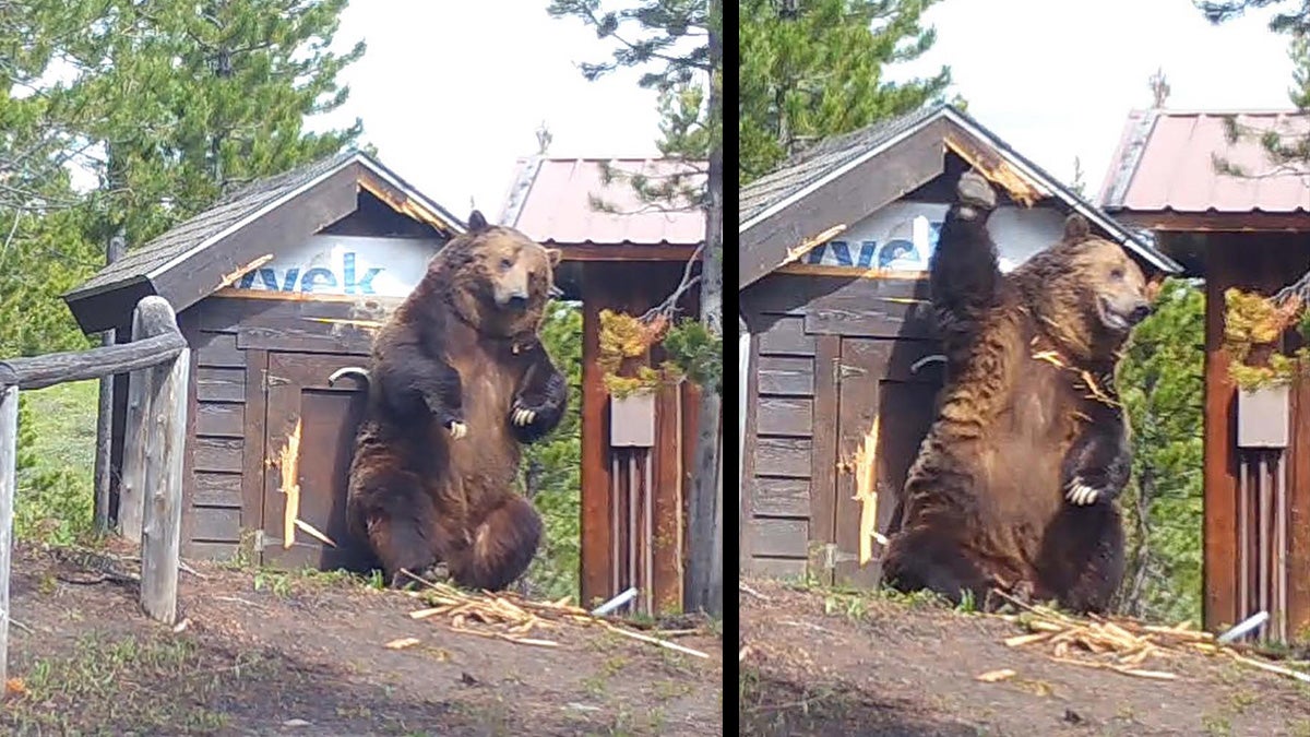 grizzly bear itches back on shed