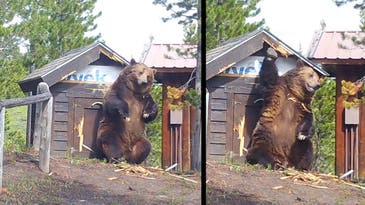 Watch an Absolutely Massive Grizzly Bear Use a Shed as an Scratching Post