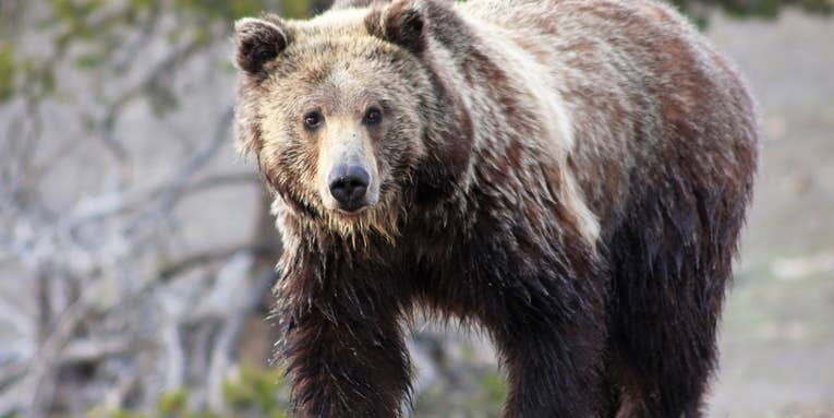 Montana Hunter Shoots and Kills Grizzly Bear in Self Defense