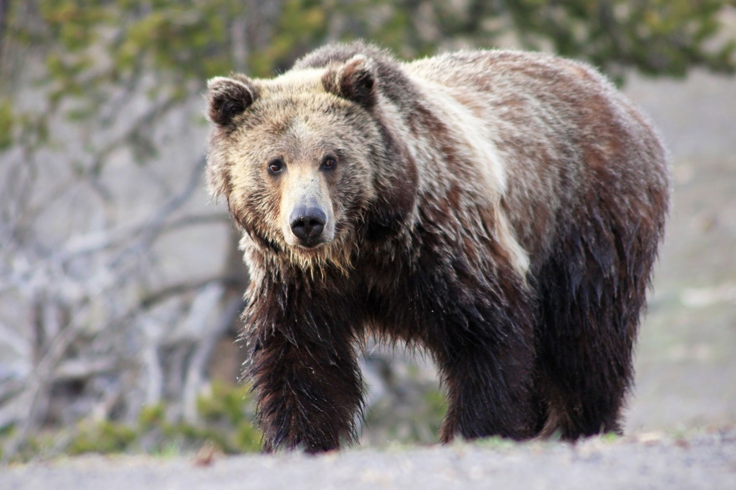 There are an estimated 2,000 grizzly bears in the Lower 48.