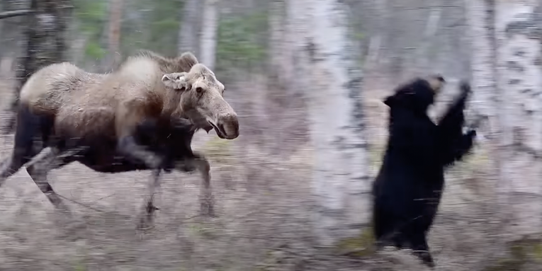 Watch a Cow Moose Defend Her Calves from a Black Bear