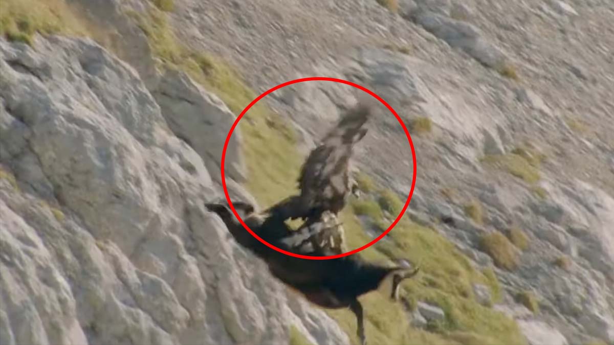 golden eagle attacks wild goat