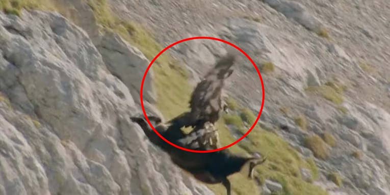 Watch a Golden Eagle Try to Take Down a Wild Goat