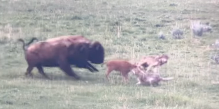 Watch Two Yellowstone Bison Rescue a Newborn Calf from Attacking Wolves
