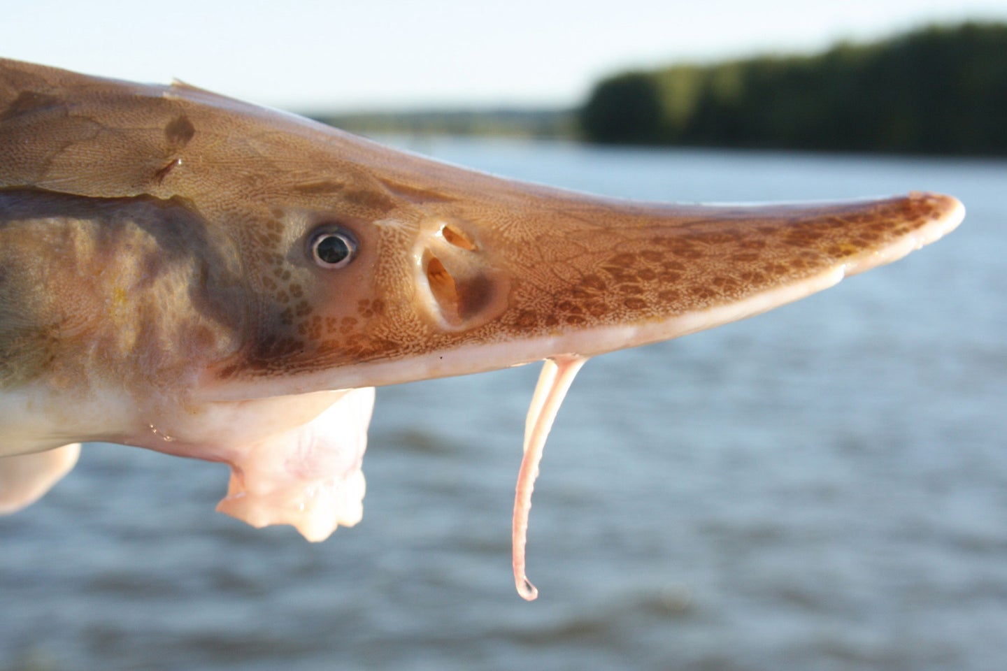Most of the world's sturgeon species are declining, threatened, or endangered. 