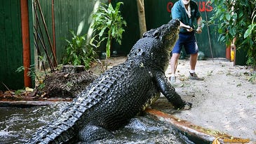 The “World’s Largest Crocodile” Just Reached an Impressive New Milestone