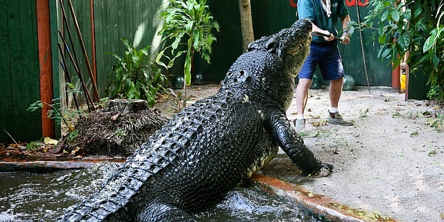 The “World’s Largest Crocodile” Just Reached an Impressive New Milestone