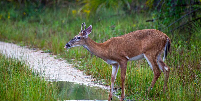 Wildlife Agents Uncover Florida’s First Known Case of Chronic Wasting Disease