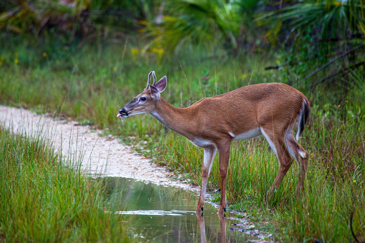 Florida is the 32nd state to find chronic wasting disease since it was first discovered in 1967.