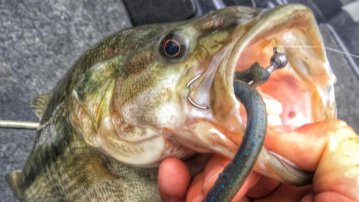 photo of a spawning bass caught on a lure