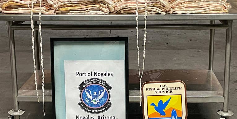 Border Agents Seize Hundreds of Fish Bladders Worth Nearly Three Million Dollars
