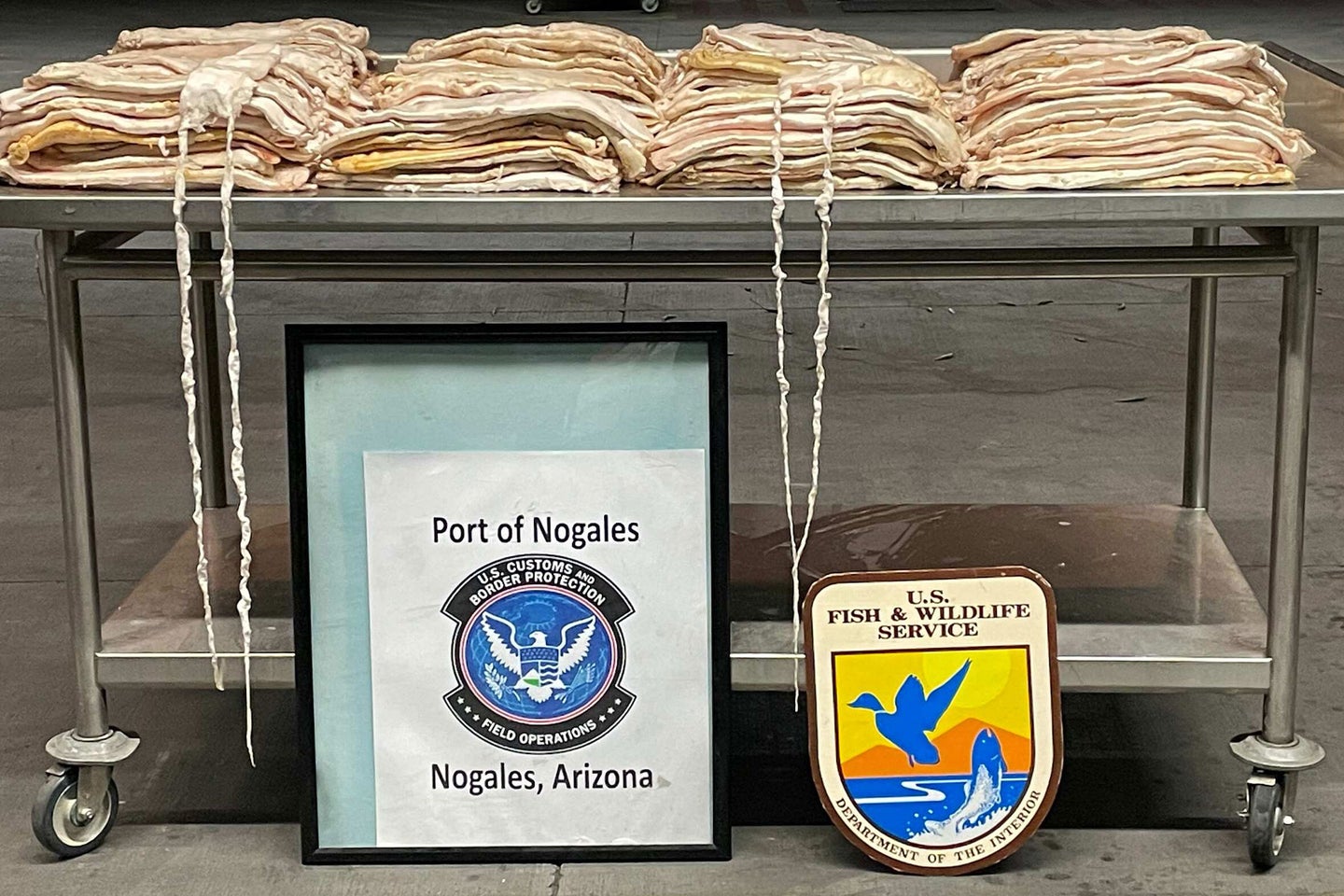 Agents from U.S. Customs and U.S. Fish and Wildlife confiscated the valuable swim bladders.