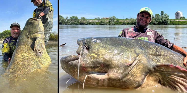The 10 Biggest Wels Catfish Ever Caught