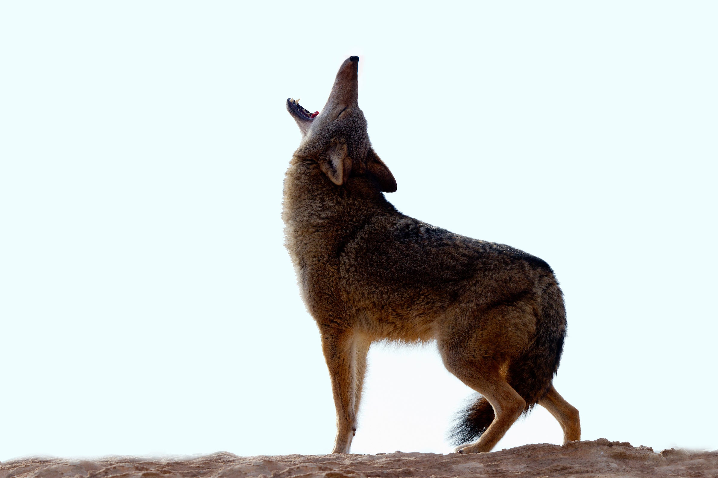 coyote in the desert howling.