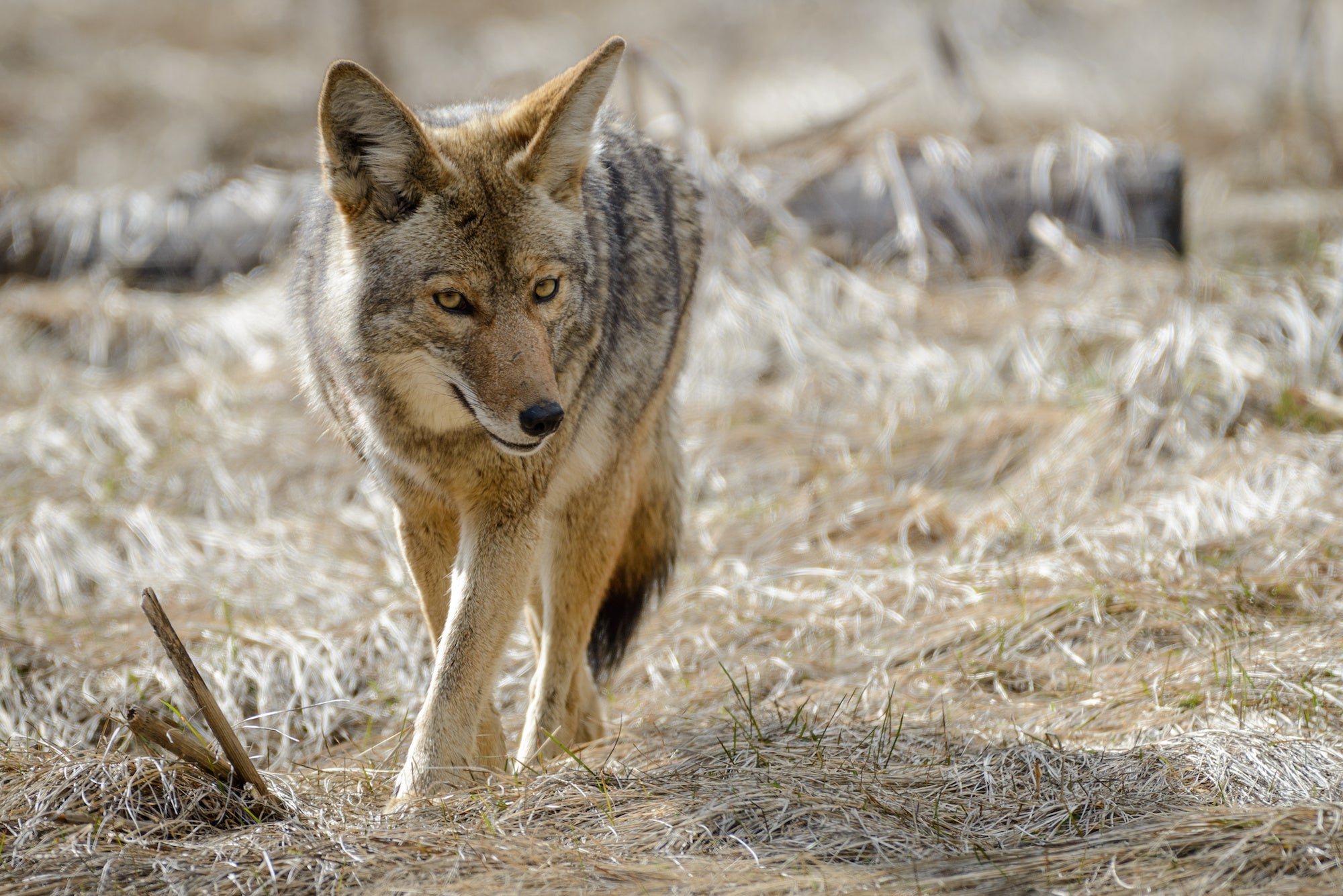 coyote walking in the brush.