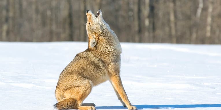 What do Coyotes Sound Like?