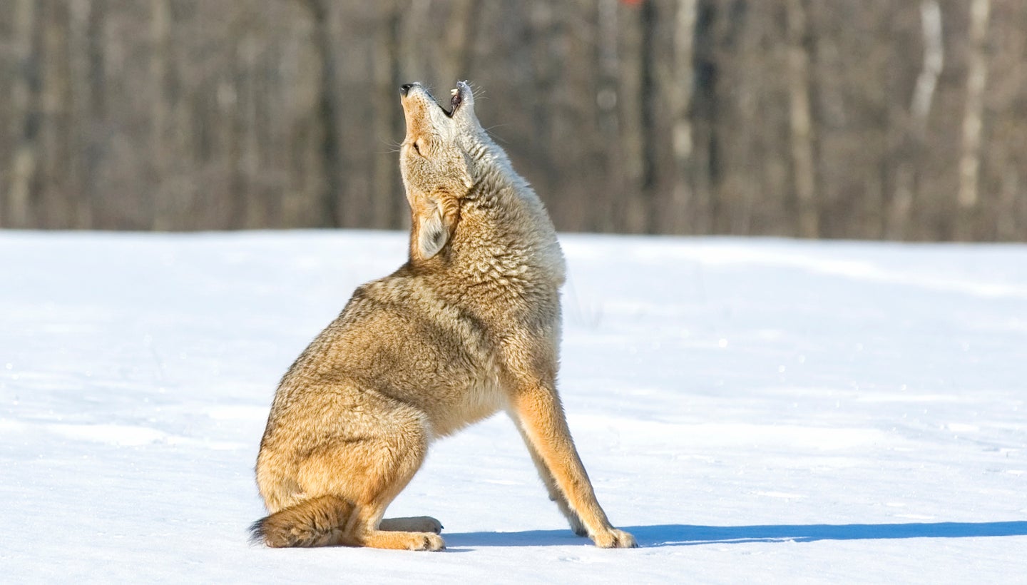 what do coyotes sound like: A coyote howling