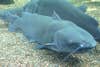 photo of channel catfish