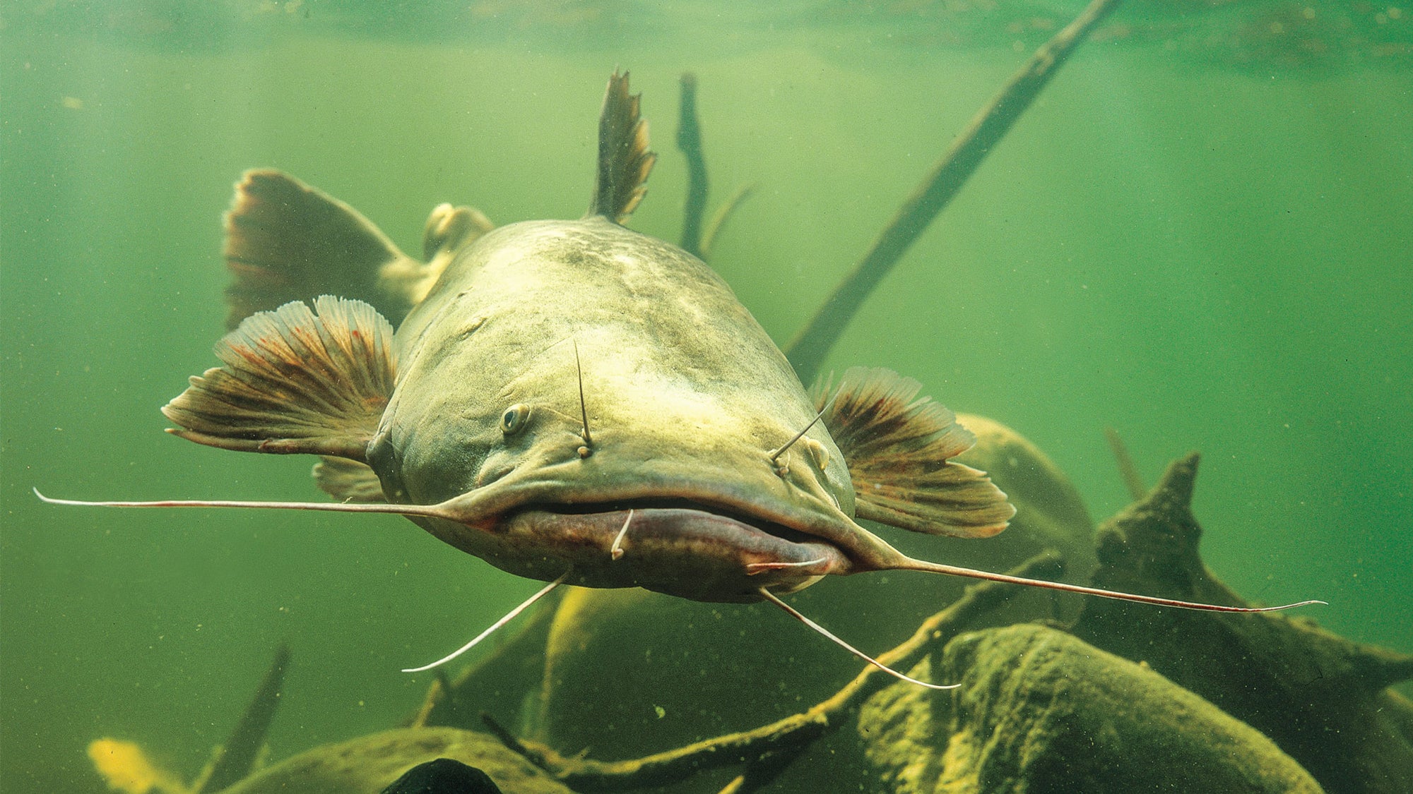 Сомик Озерный. Flathead Catfish. Рыба оливковый сомик. Обитающих в озерах и реках