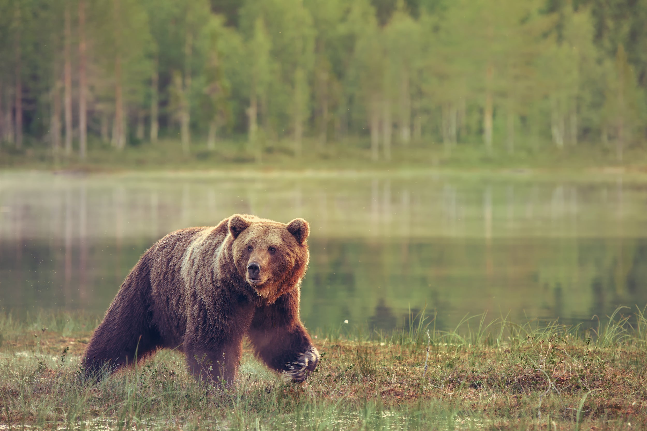 Bear walking by a lake.