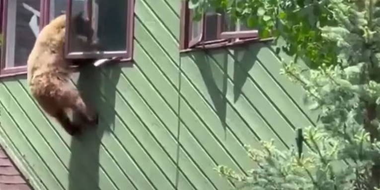 Watch a Bear Hang from Second-Story Window After Breaking into Colorado Home