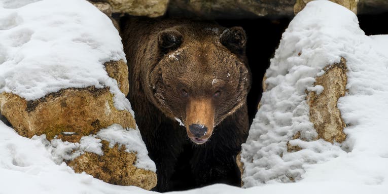 How Long Do Bears Hibernate?