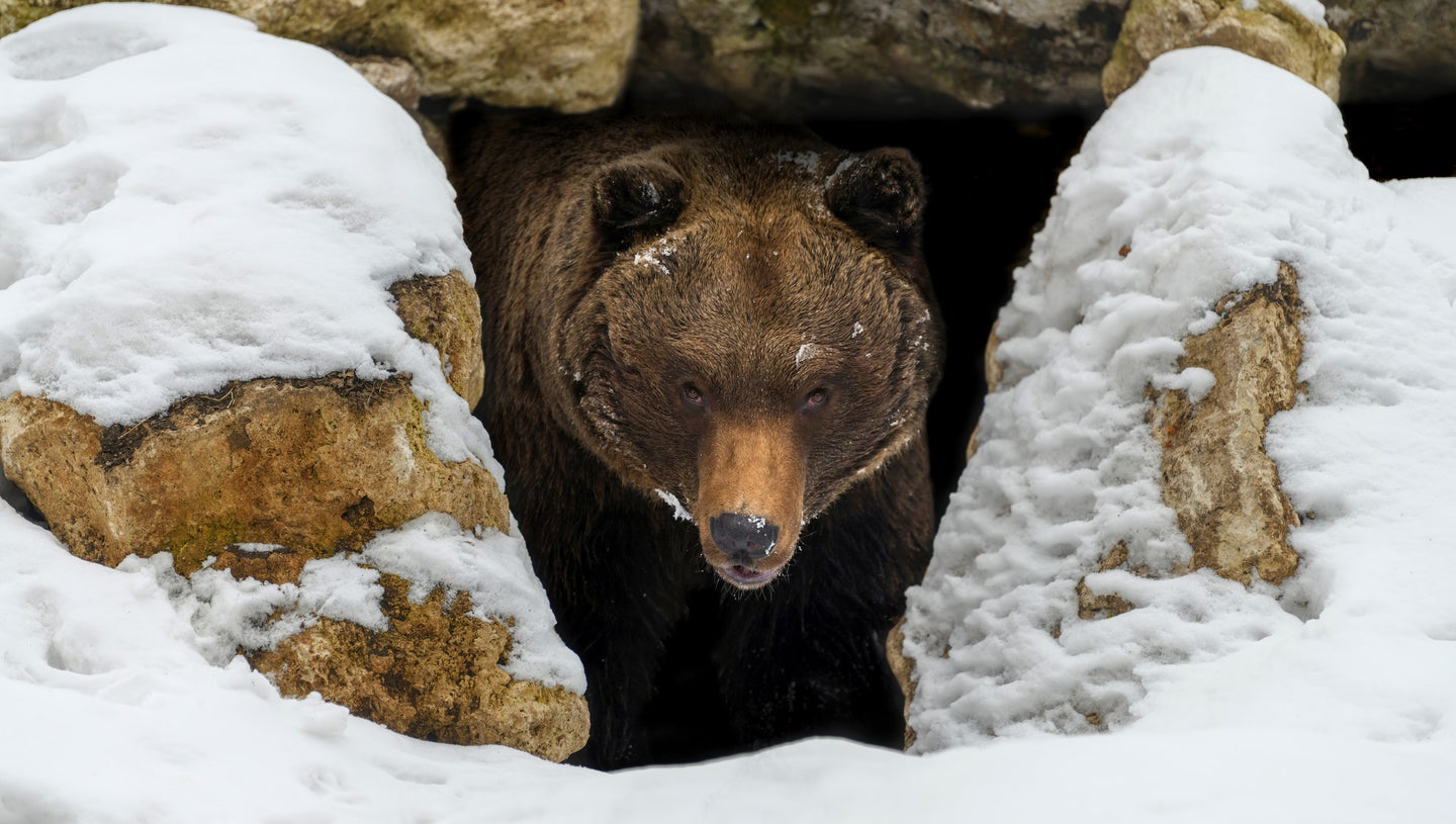 how long do bears hibernate? bear emerging from a den.