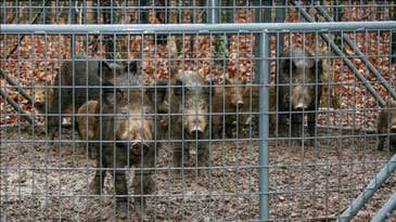 Missouri Trapped and Killed 6,289 Feral Hogs Last Year — Significantly Down From 2020 Peak