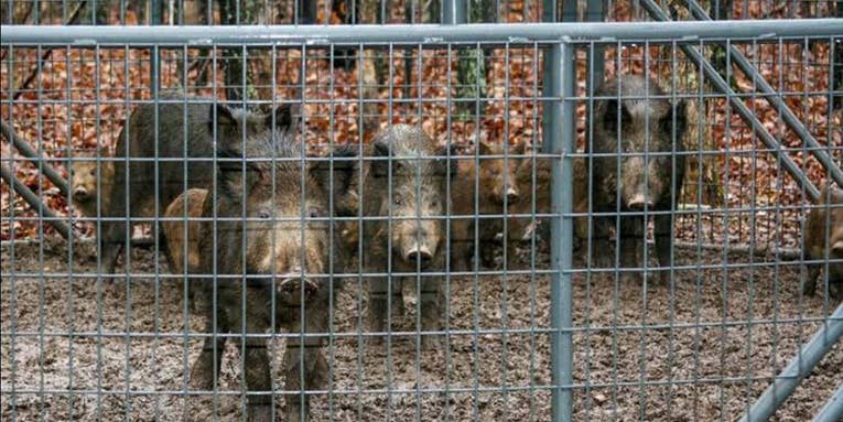 Missouri Trapped and Killed 6,289 Feral Hogs Last Year — Significantly Down From 2020 Peak