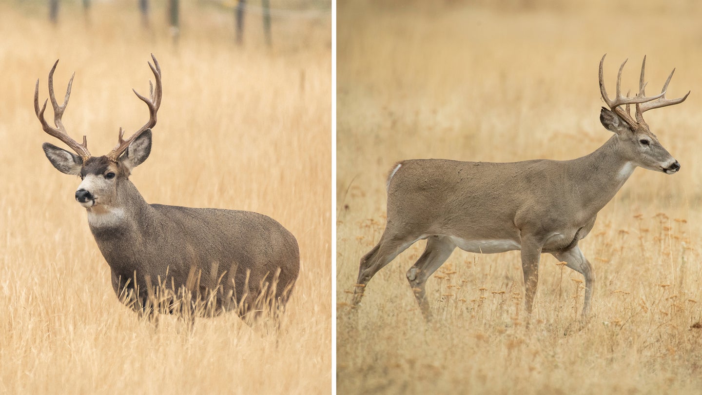 photo of mule deer vs whitetail
