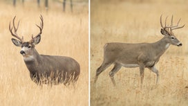 Mule Deer vs Whitetail