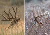 photo of mule deer antlers and whitetail antlers