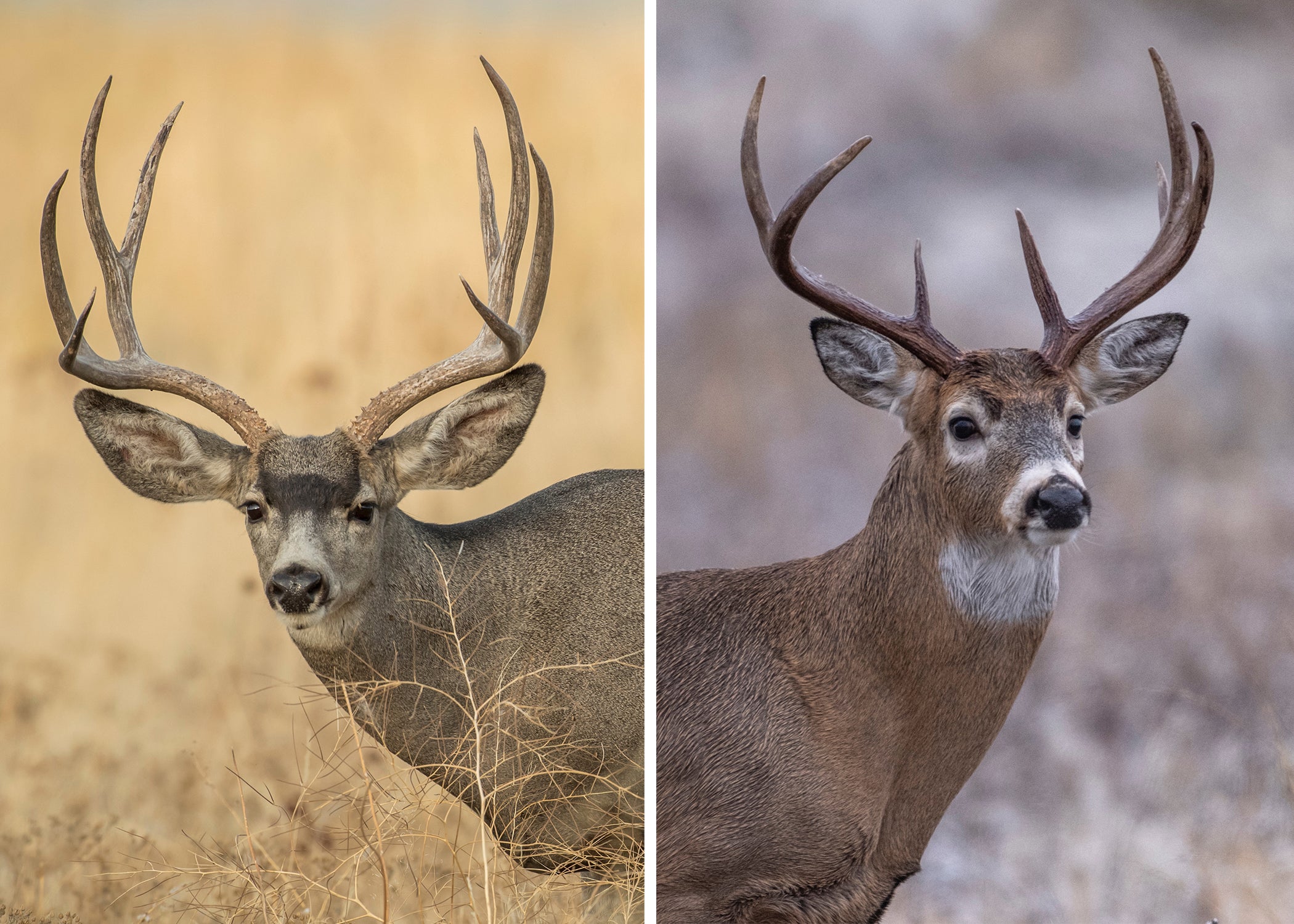 photo of mule deer and whitetail faces