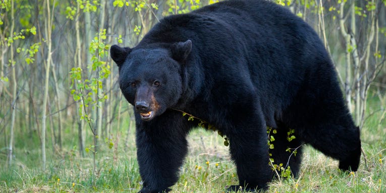 “Get Down!” What to Do When a Bear Climbs Into Your Tree Stand