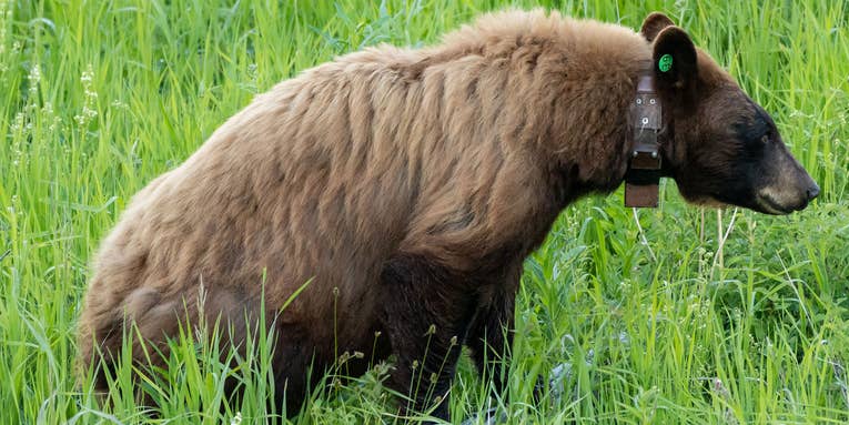 Connecticut Couple Sues State for Allegedly Filming Their Property Via “Camera-Carrying Bear”