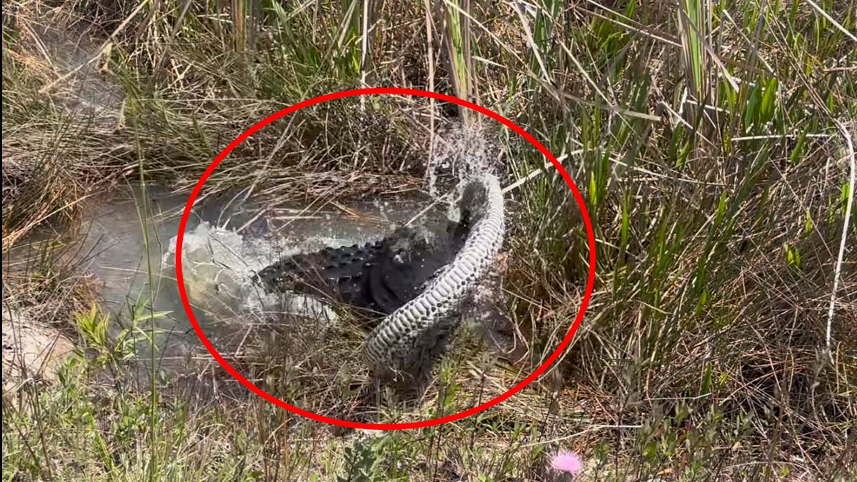 alligator slams python