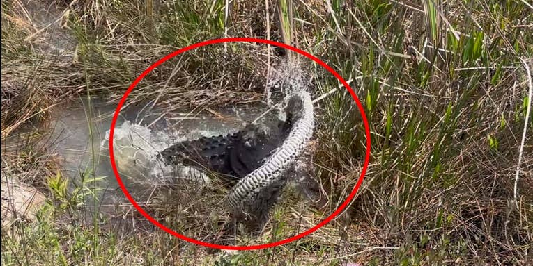 Watch an Alligator Thrash and Eat a Giant Invasive Python in the Everglades
