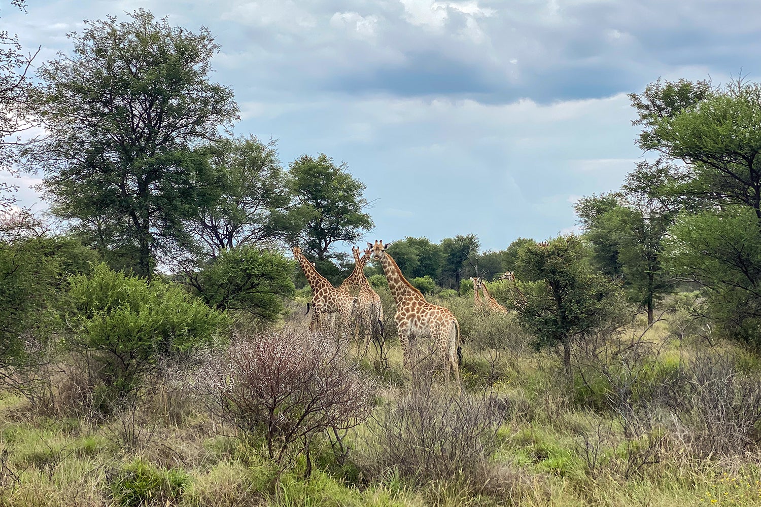 giraffes in south africa brush