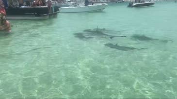 Watch a Group of Hammerhead Sharks Swarm Unsuspecting Boaters in Alabama