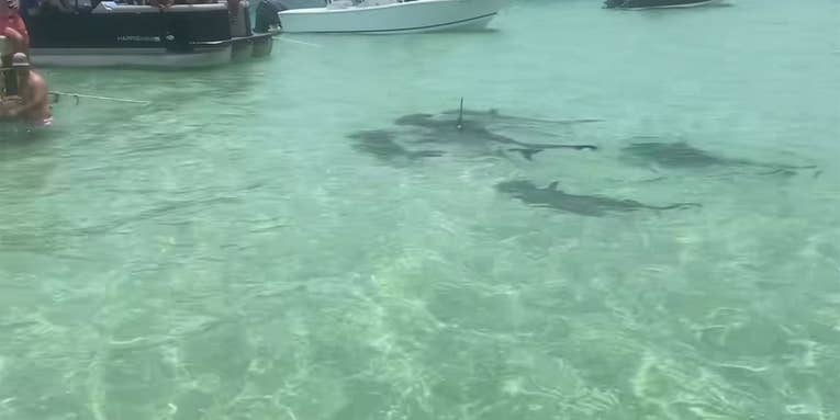 Watch a Group of Hammerhead Sharks Swarm Unsuspecting Boaters in Alabama
