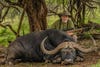 hunter poses with cape buffalo