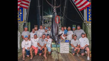 Fishing Crew Misses $3.5 Million Tournament Prize Because of Shark Bite Mark on Marlin