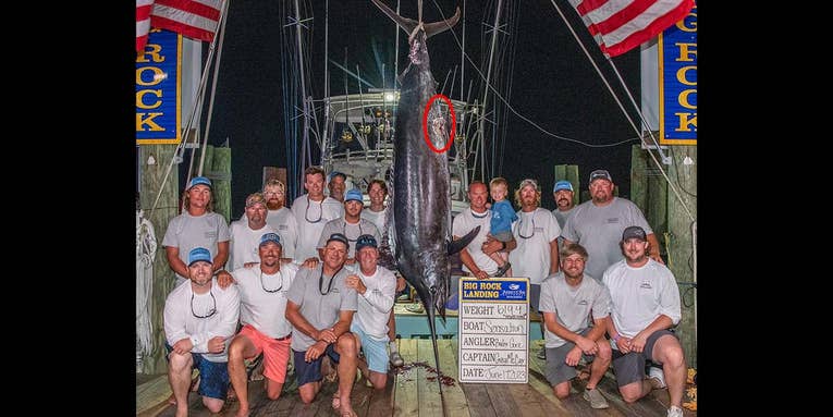Fishing Crew Misses $3.5 Million Tournament Prize Because of Shark Bite Mark on Marlin