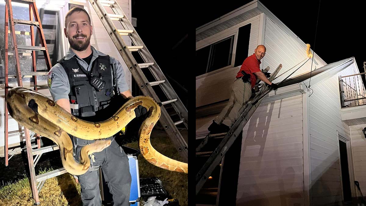 Wisconsin Deputies Catch 14-Foot Boa Constrictor