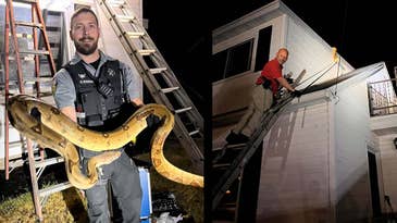 Wisconsin Sheriff’s Deputies Capture Escaped 14-Foot Boa Constrictor from the Roof of a House