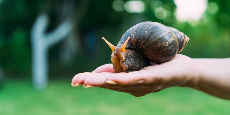 Florida Neighborhoods Under Quarantine After Detection of “One of the Most Damaging Snails in the World”
