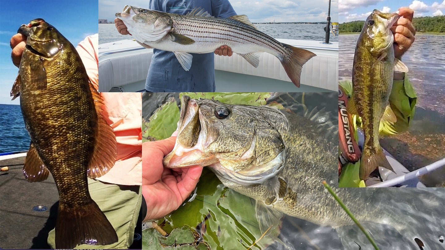 photo showing types of bass