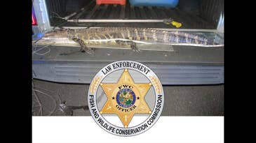 Road Ranger Stops to Assist “Stranded” Truck, Finds 6-Foot Poached Alligator
