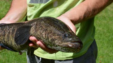 Invasive Snakehead Caught in Missouri for Second Time